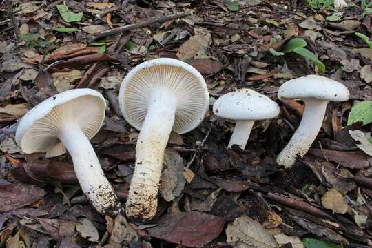 Plancia ëd Hygrophorus penarioides Jacobsson & E. Larss. 2007