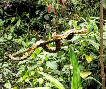 Imagem de Bothrocophias microphthalmus (Cope 1875)