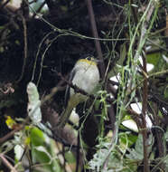 Plancia ëd Pachyramphus versicolor (Hartlaub 1843)