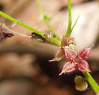 Imagem de Galium lanceolatum (Torr. & A. Gray) Torr.