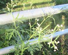 Image of Santa Maria feverfew