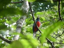 صورة Trogon melanurus Swainson 1838