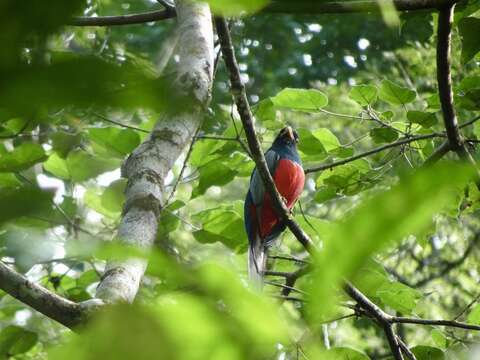 Image of Black-tailed Trogon