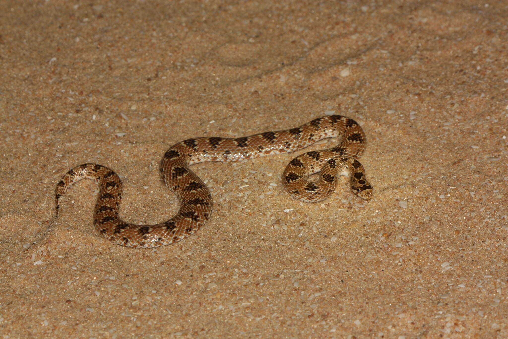 Image of Crowned Leafnose Snake