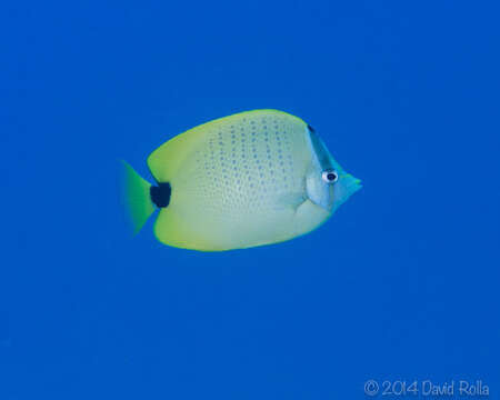 صورة Chaetodon miliaris Quoy & Gaimard 1825