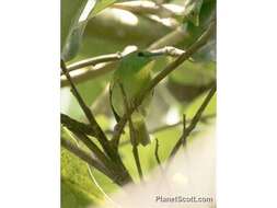 Image of Green Shrike-Vireo