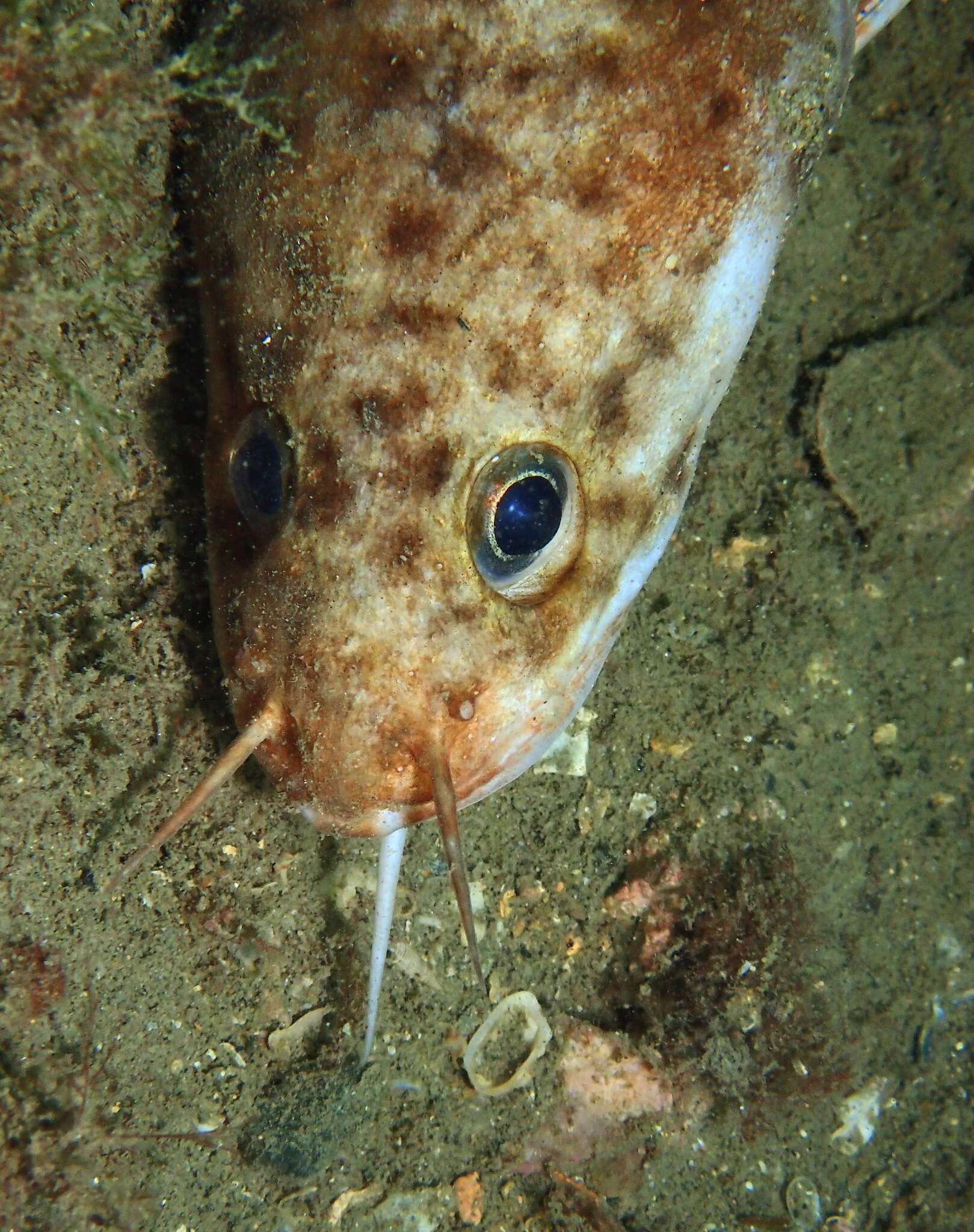 Image of Three-bearded Rockling