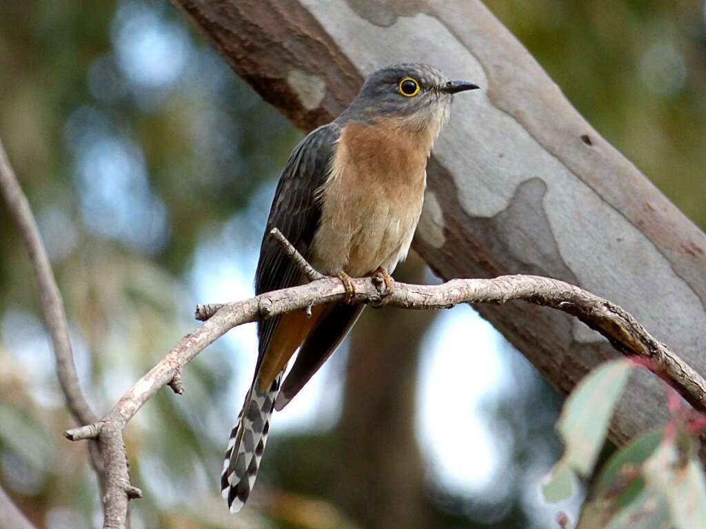 Image of Fan-tailed Cuckoo