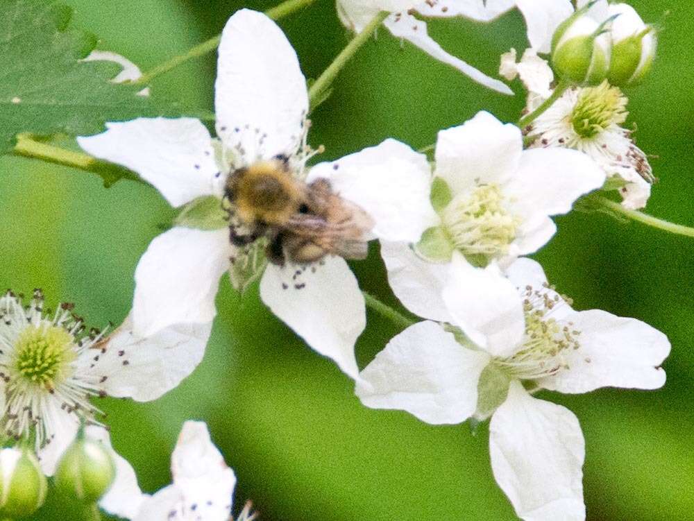 Слика од Bombus perplexus Cresson 1864