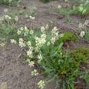 Image of Oxytropis evenorum Jurtzev & A. P. Khokhr.