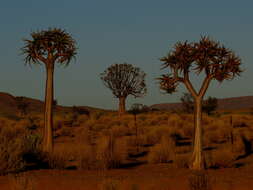 Image of Quiver tree