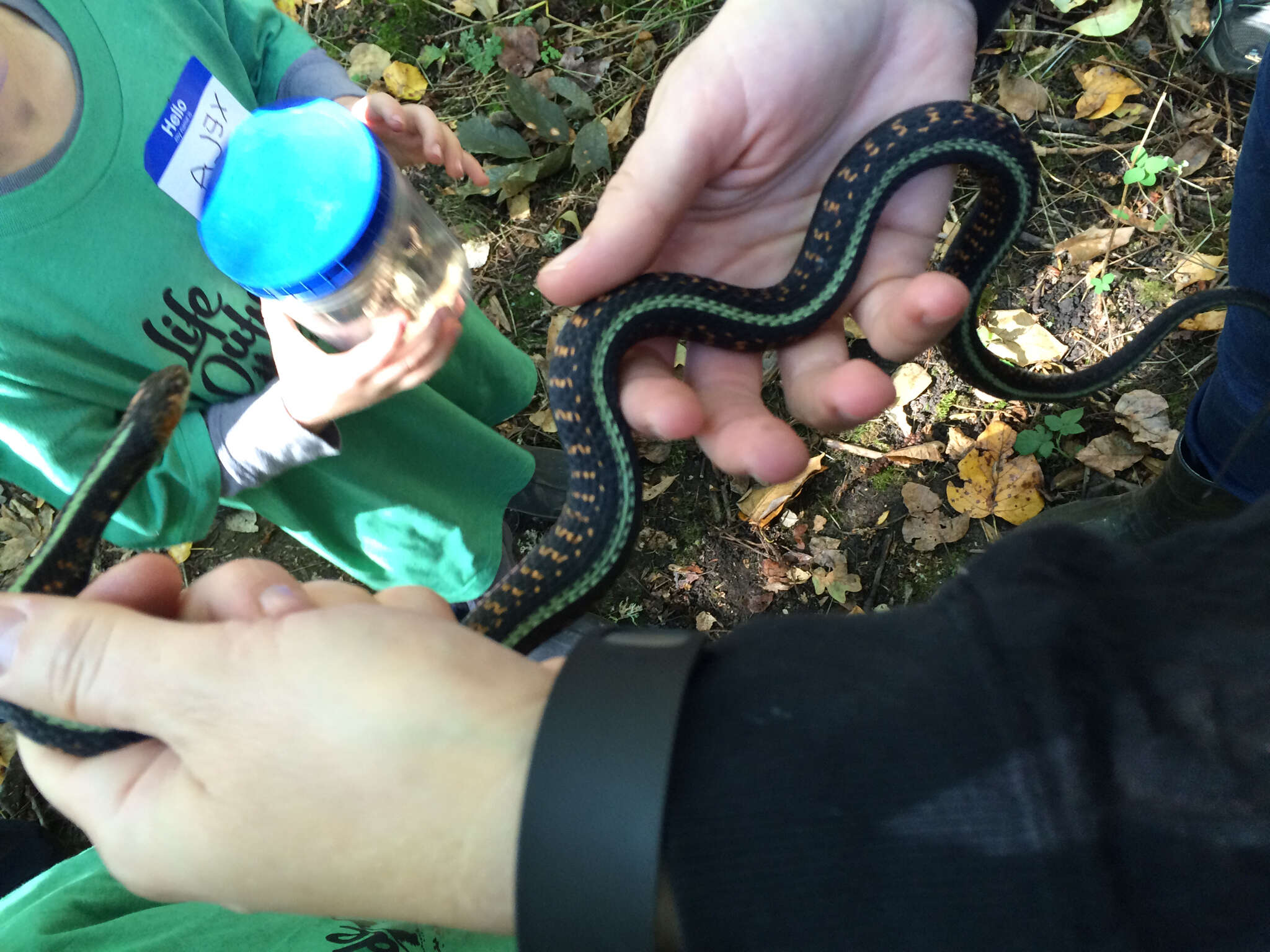 Plancia ëd Thamnophis sirtalis concinnus (Hallowell 1852)