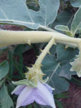 Image of Solanum lichtensteinii Willd.