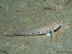 Image of Incognito Goby