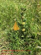 Image of pineland milkweed