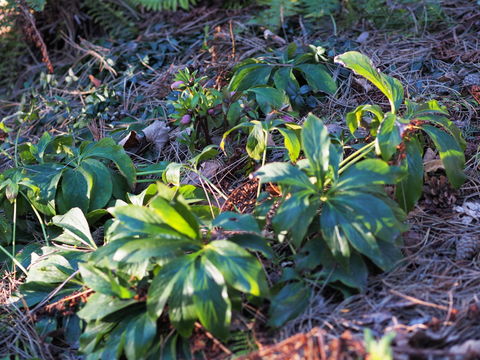 Image of lenten-rose