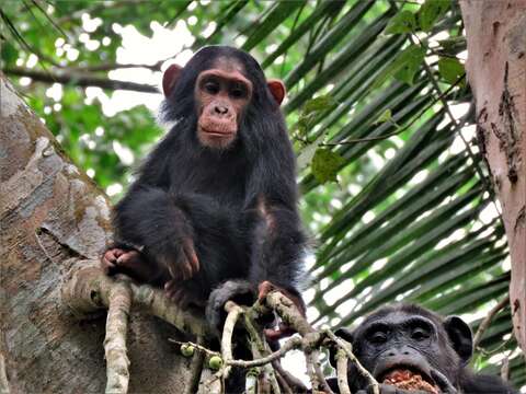 Image of Eastern Chimpanzee