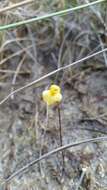 Image of Dwarf Bladderwort