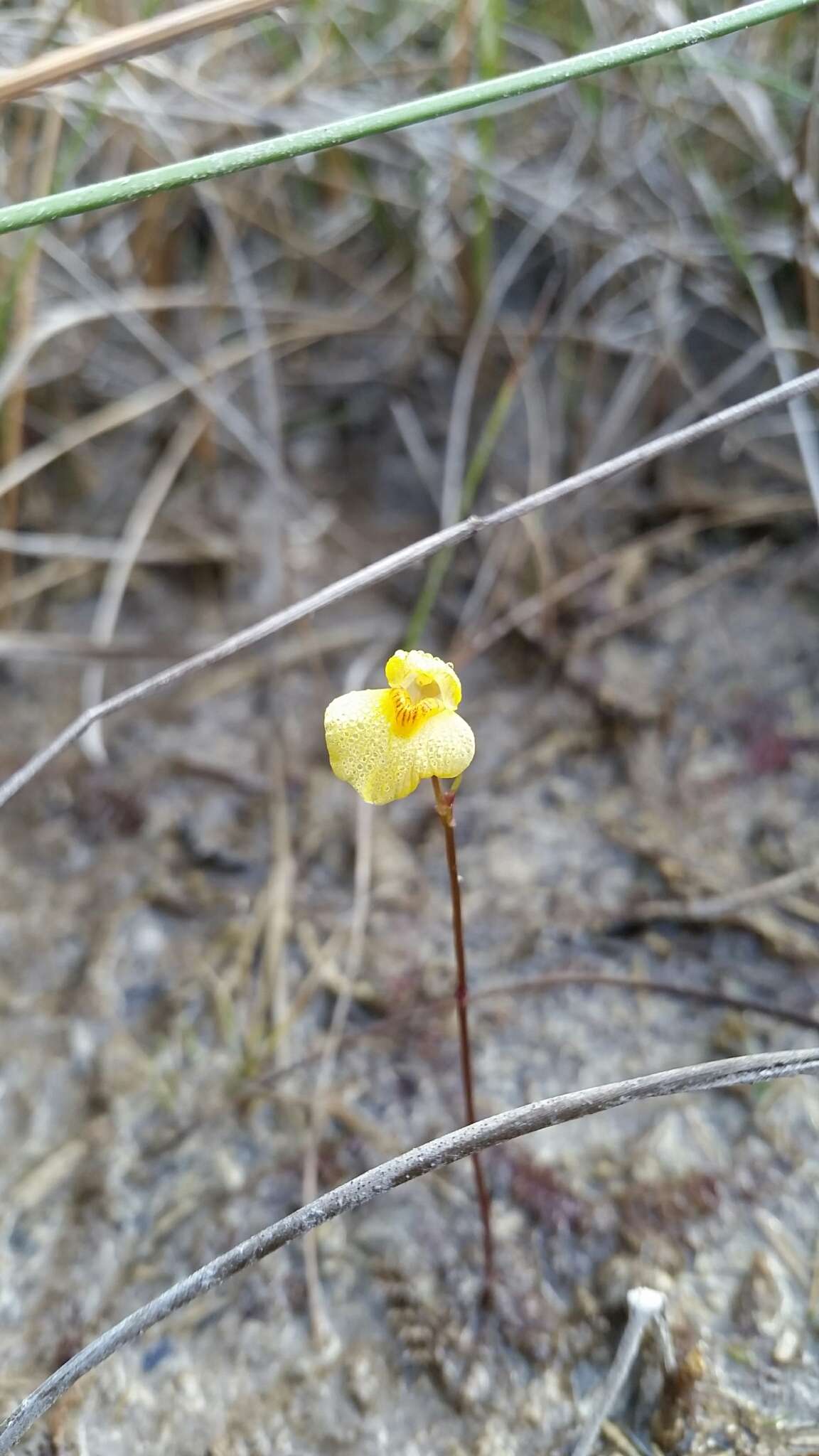 Image of Dwarf Bladderwort