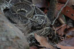 Image of Crotalus durissus trigonicus Harris & Simmons 1978