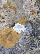 Image of rim lichen