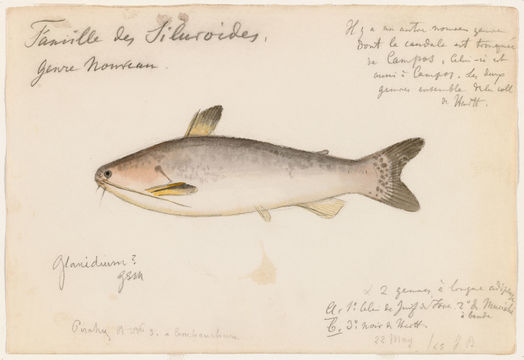 Image of <i>Glanidium melanopterum</i> Miranda Ribeiro 1918