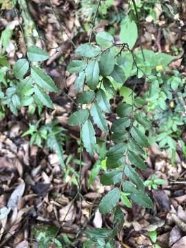 Image of Ventilago elegans Hemsl.