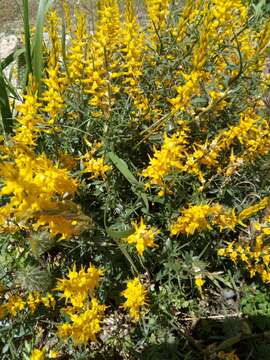 Image of Genista tricuspidata Desf.