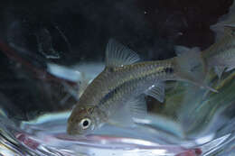 Image of Spotted barb