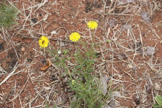 Image of Yellow felicia