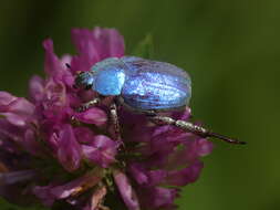 Image of Hoplia coerulea (Drury 1773)