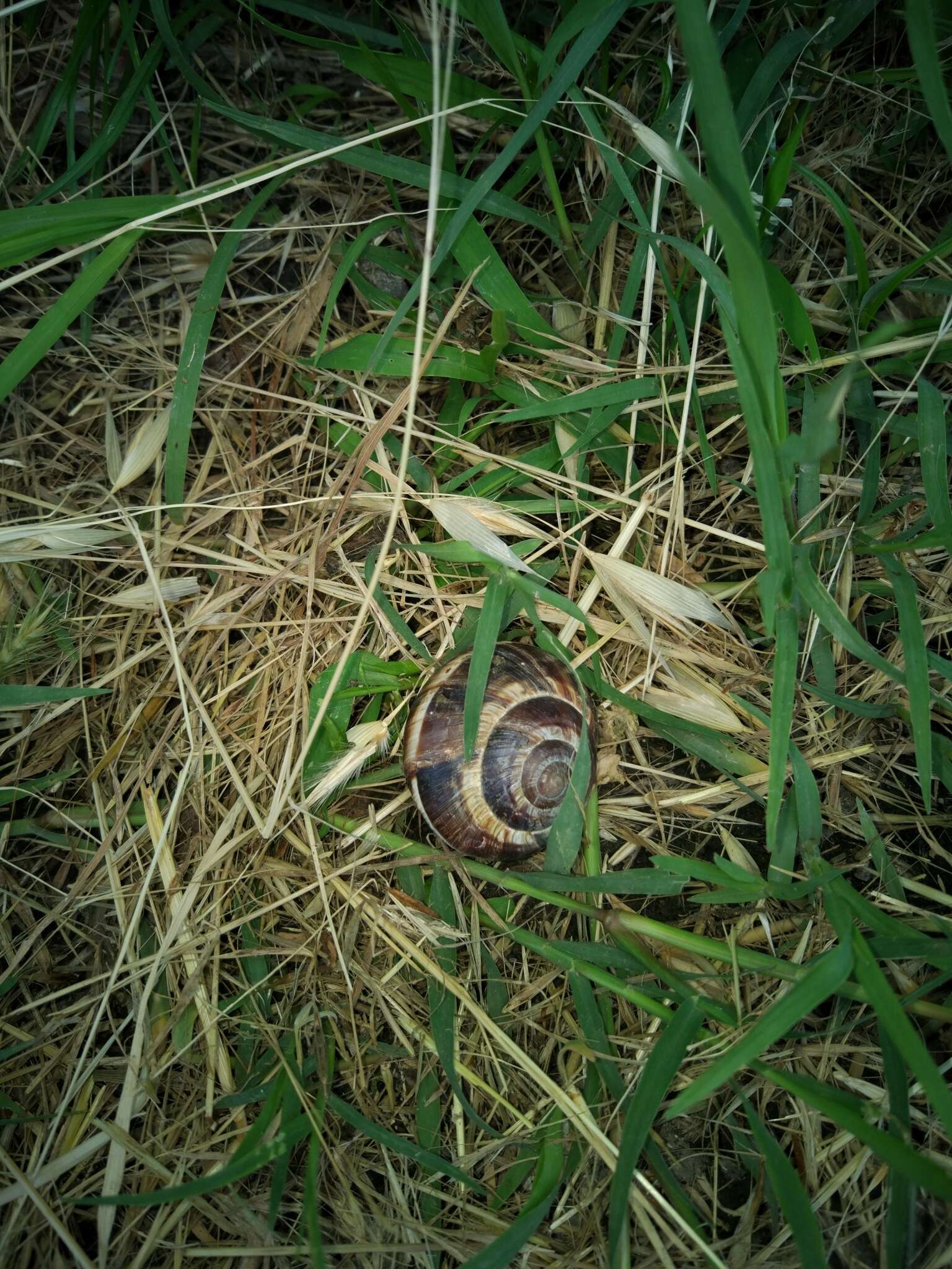 Image of lucorum helix