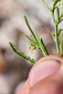 Image of branched noseburn