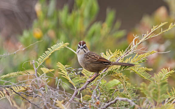 Image of Oaxaca Sparrow