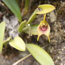 Image of Masdevallia bonplandii Rchb. fil.
