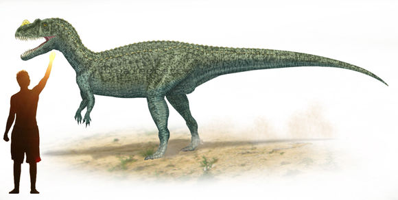 Image of <i>Ceratosaurus nasicornis</i> (Marsh 1884)