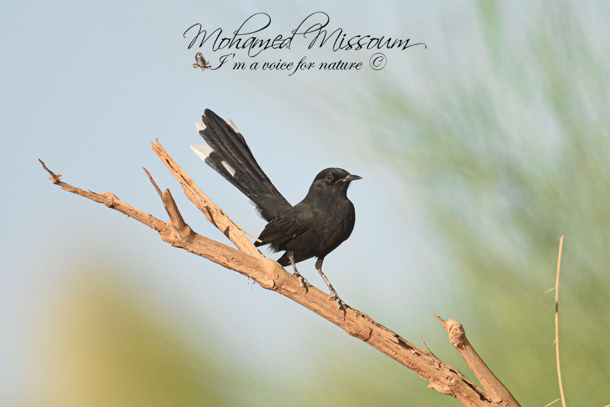 Image of Black Bush Robin