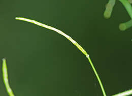 Image de Arabidopsis halleri subsp. gemmifera (Matsum.) O'Kane & Al-Shehbaz