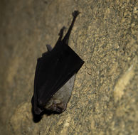 Image of Arabian Horseshoe Bat