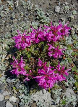 Image de Pedicularis eriophora Turcz.