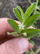 Image of Lobelia concolor R. Br.