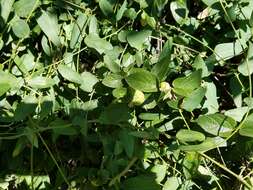 Celtis reticulata Boorsma 1907的圖片