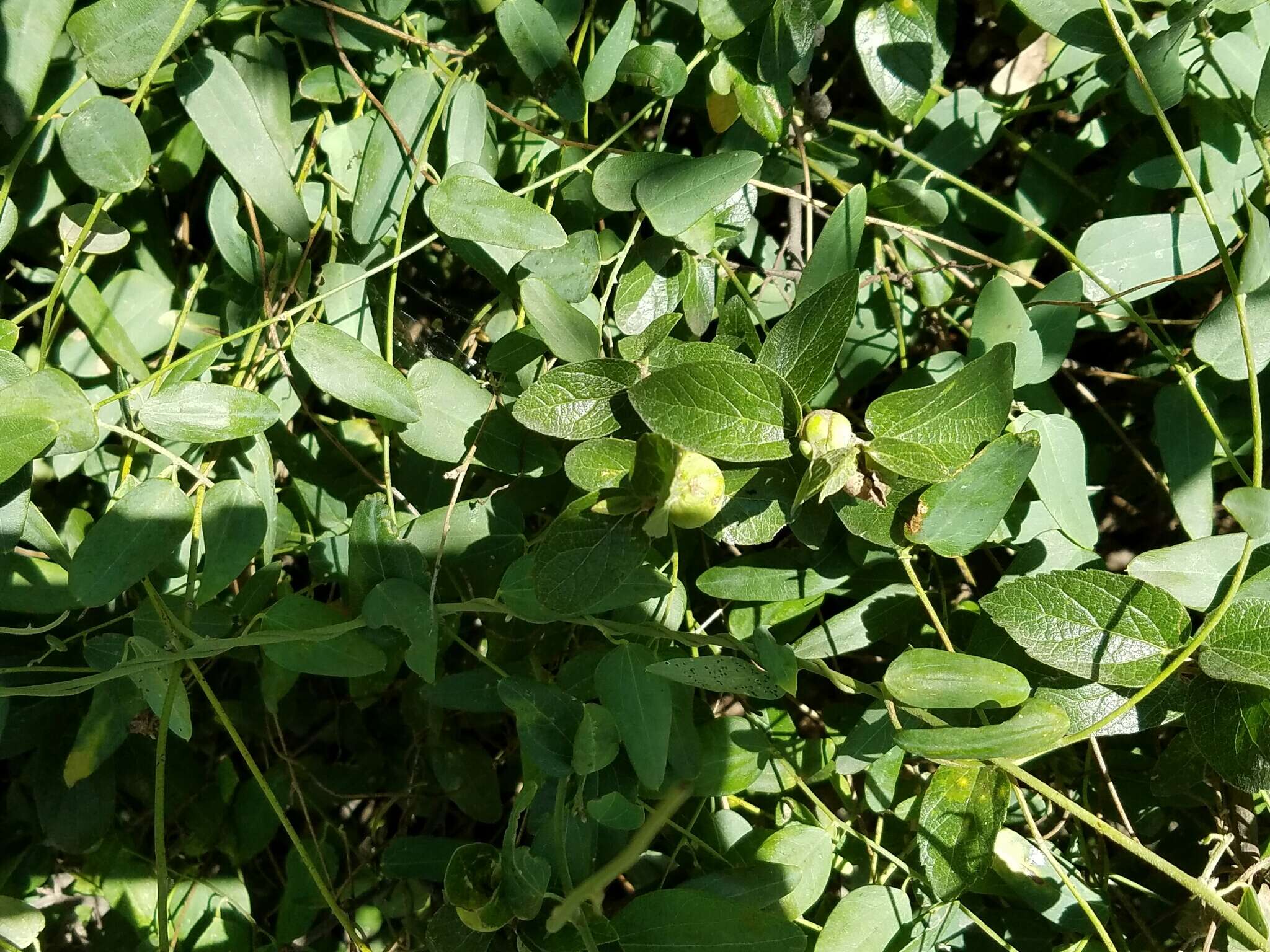 Celtis reticulata Boorsma 1907的圖片