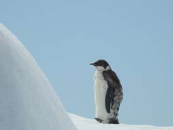 Image of Emperor Penguin