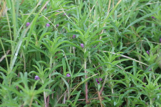 Image of Ipomoea polymorpha Roem. & Schult.