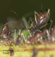 Image of Aphid