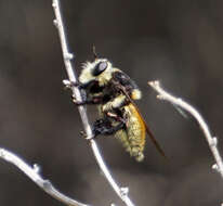 صورة Mallophora fautrix Osten Sacken 1887