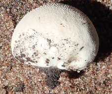 Imagem de Lycoperdon pratense Pers. 1794