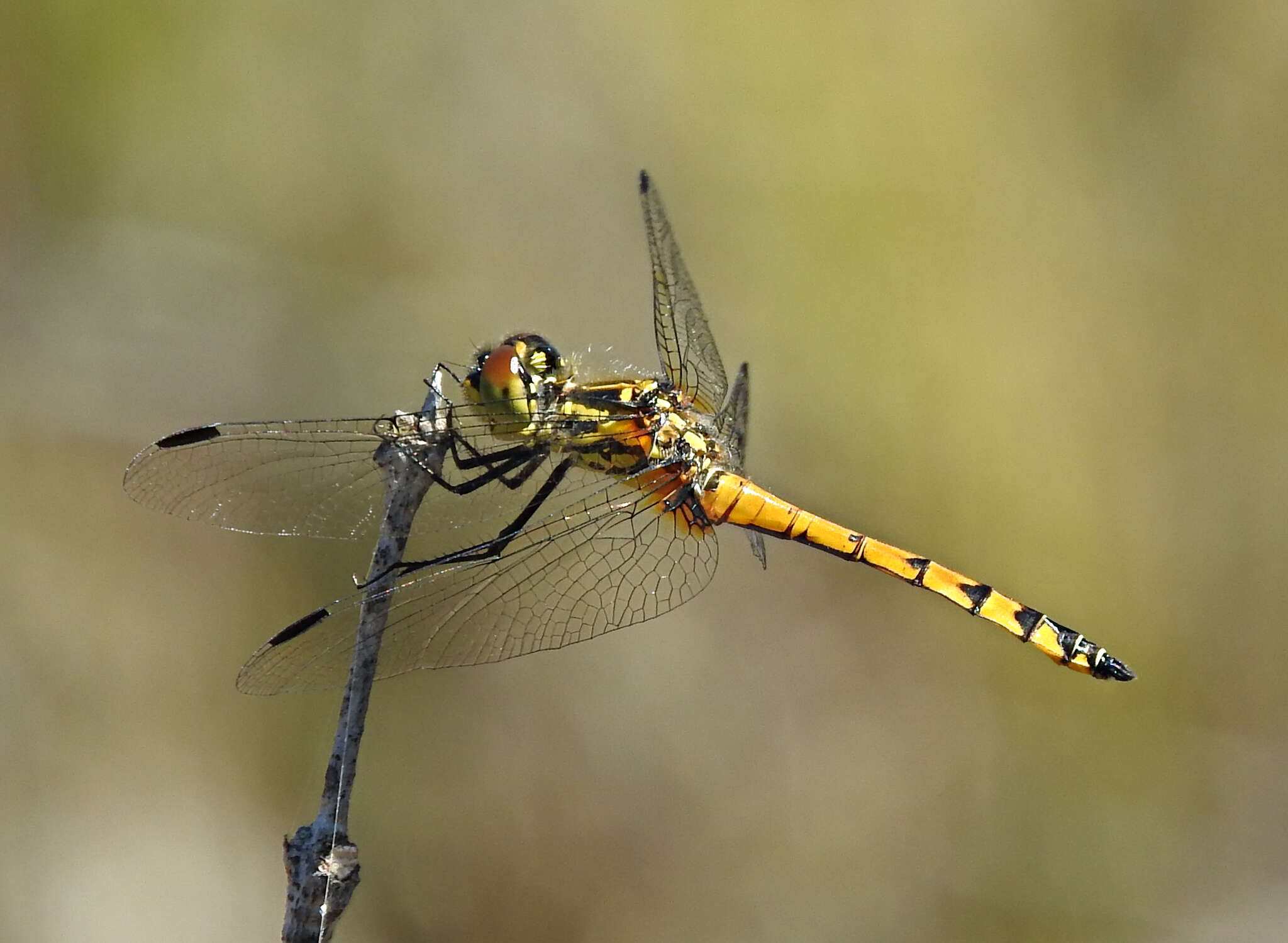 Austrothemis Ris 1909 resmi