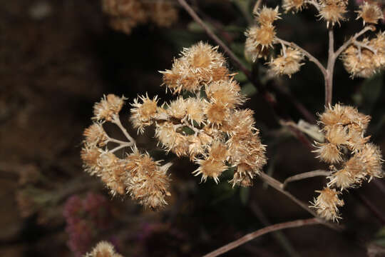 Plancia ëd Tessaria integrifolia var. ambigua (DC.) S. E. Freire